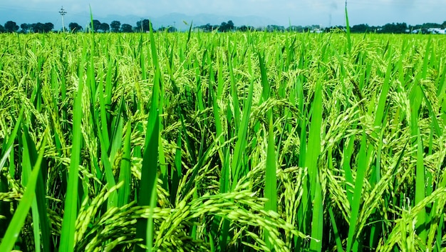 Campo de arroz crescido