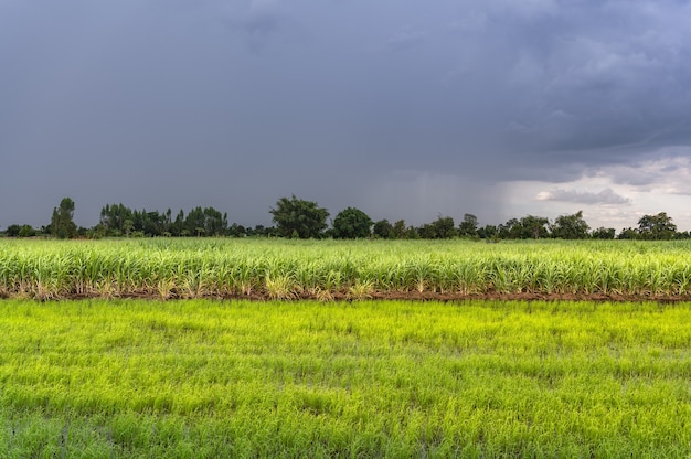 Campo de arroz de cana