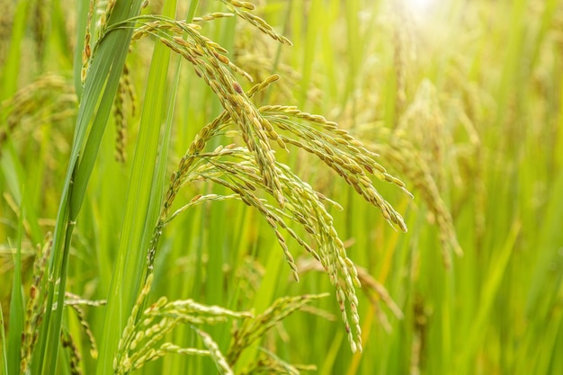 Campo de arroz de jasmim Feche a semente de arroz amarelo folhas maduras e verdes