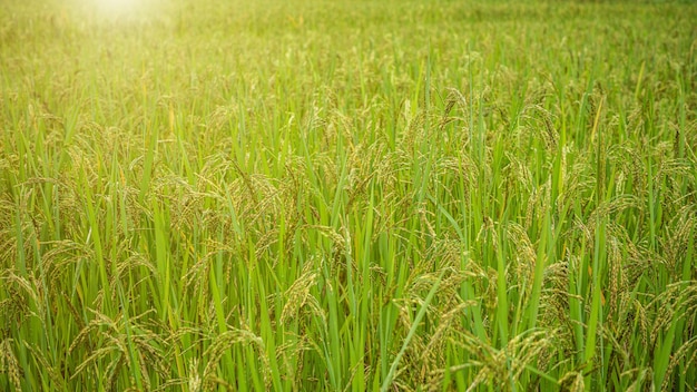 Campo de arroz de jasmim Feche a semente de arroz amarelo folhas maduras e verdes