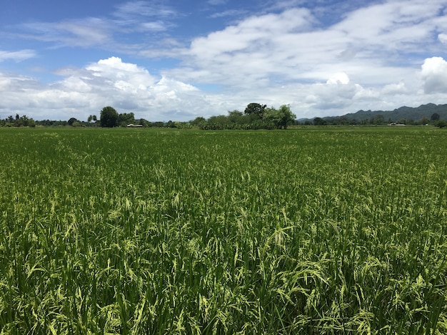 Campo de arroz de jasmim tailandês local antes da colheita