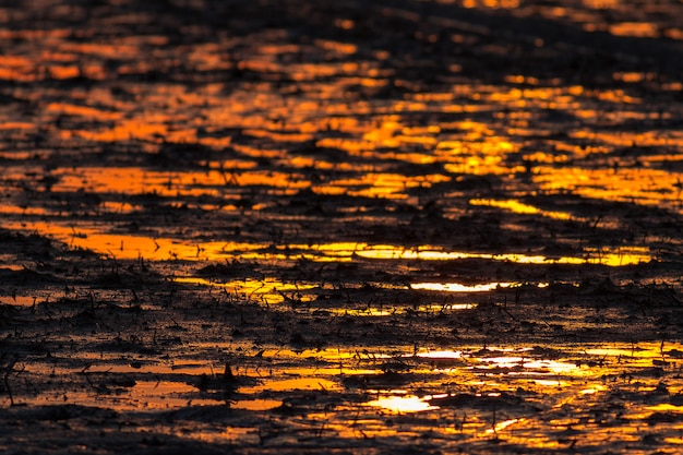 Campo de arroz de lama e a luz gloden na hora por do sol