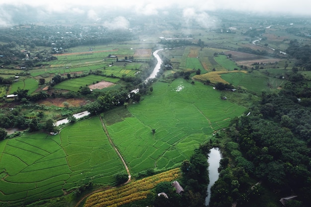 Campo de arroz de manhã na ásia