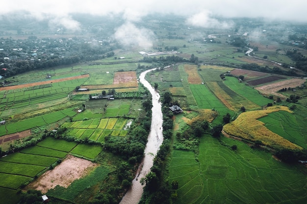 Campo de arroz de manhã na ásia