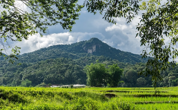 Campo de arroz de paisagem em Chiang Mai