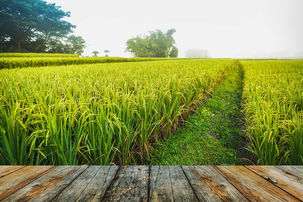 Campo de arroz de piso de madeira com via