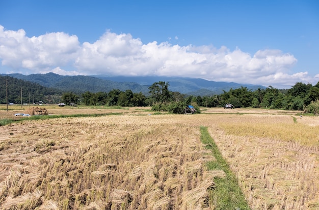 Campo de arroz dourado no tempo de colheita.