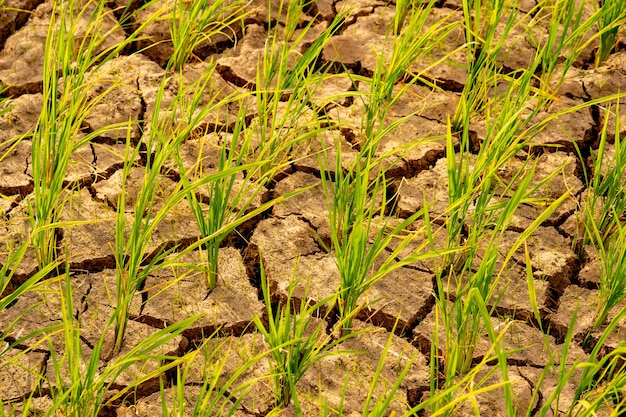 campo de arroz e fundo de terra de solo rachado em fazenda orgânica