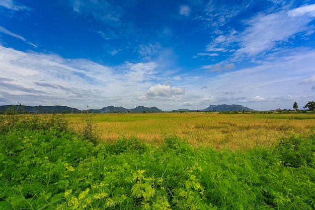 Campo de arroz e fundo do céu à noite ao pôr do sol com raios de sol