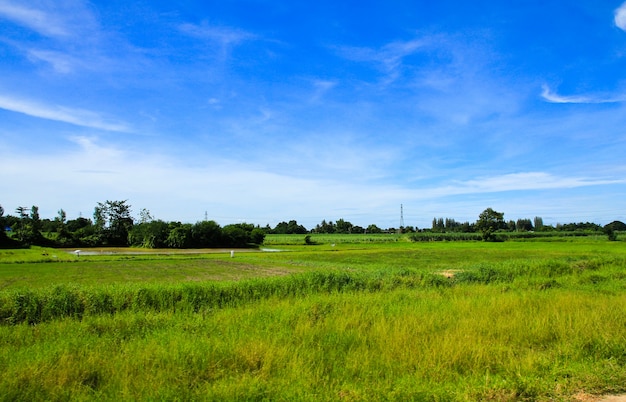 Campo de arroz e o céu azul na Tailândia.