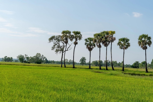 Campo de arroz e paisagem do céu