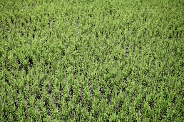 Campo de arroz em casca com mudas verdes crescendo na plantação