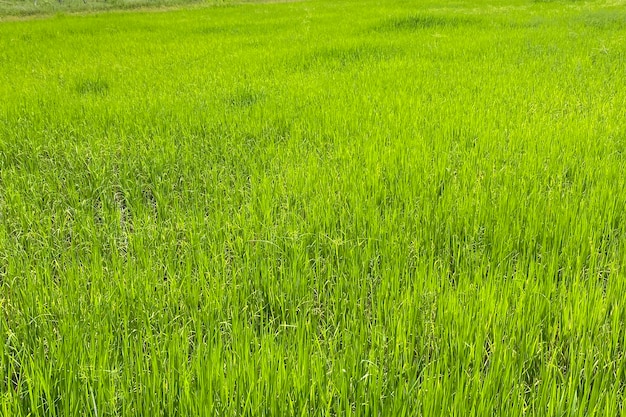 Campo de arroz em casca na estação das chuvas. Foto de smartphone.