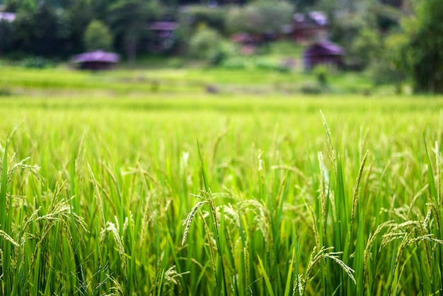 Campo de arroz em casca verde ao nascer do sol