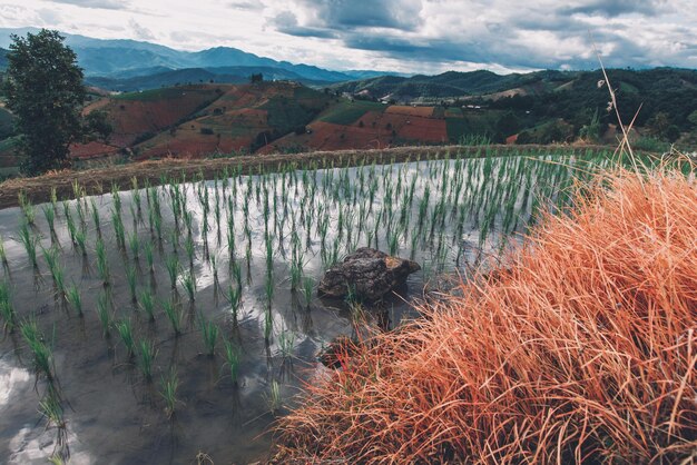 Campo de arroz em Mae Cham Chiangmai, no norte da Tailândia