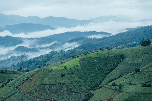 Campo de arroz em socalcos em Chiangmai, Tailândia