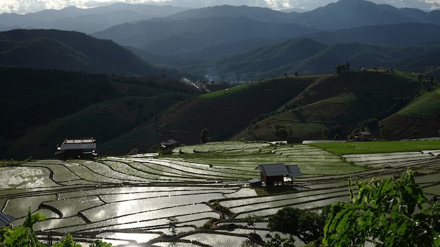 Campo de arroz em socalcos em chiangmai