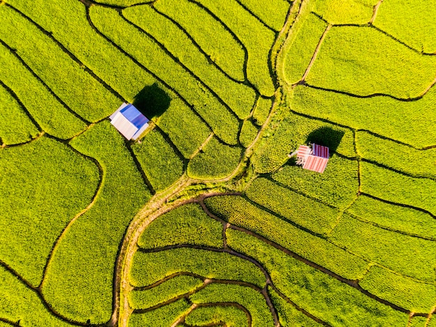 Campo de arroz em terraço em Chiangmai Projeto Real Khun Pae Tailândia do Norte