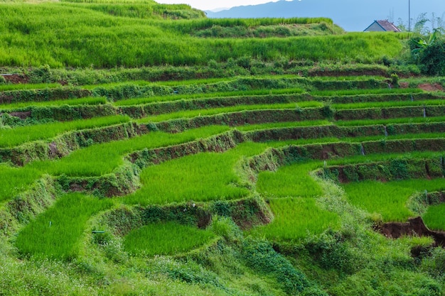 Campo de arroz em terraço verde em Chiangmai, na Tailândia