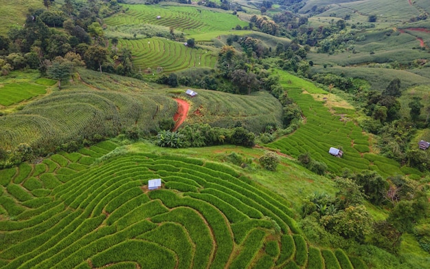 Campo de arroz em terraços em Chiangmai, na Tailândia