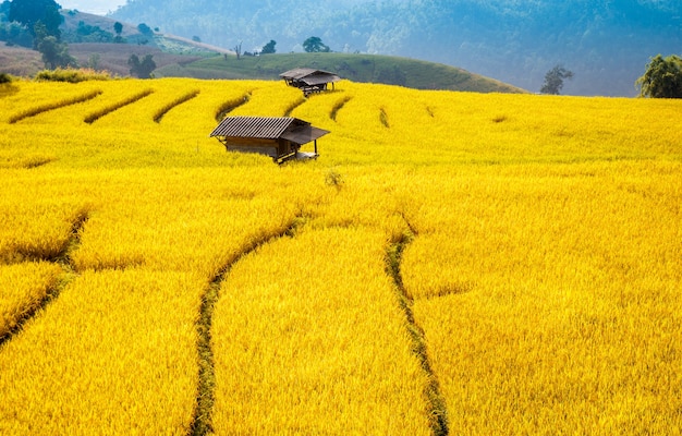 Campo de arroz em terraços em Mae Cham, província de Chiangmai, norte da Tailândia