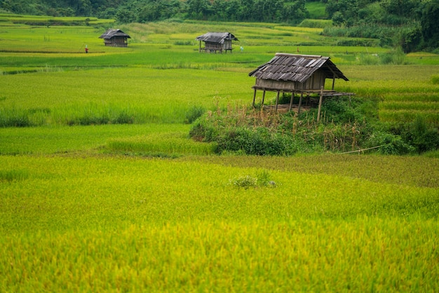 Campo de arroz em terraços em mu cang chai, vietnam