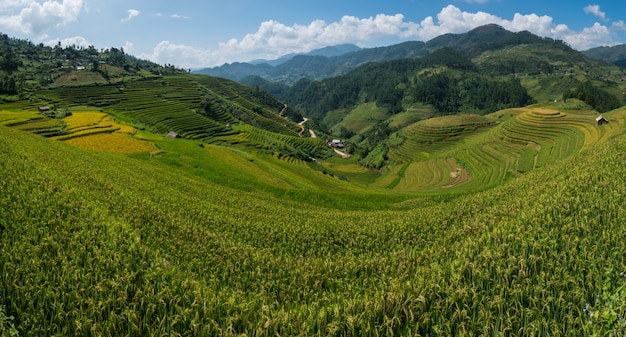 Campo de arroz em terraços em mu cang chai, vietnam