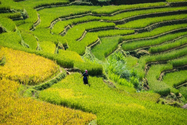 Campo de arroz em terraços em Mu Cang Chai, Vietnam