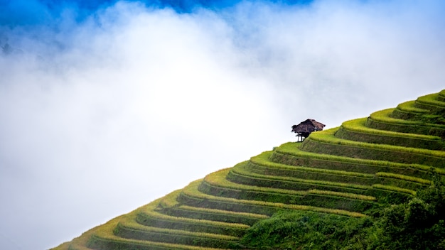 Campo de arroz em terraços na temporada de arroz em Sapa, Vietnã