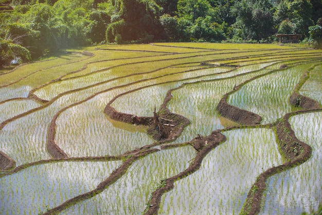 Campo de arroz em terraços verde rural com água