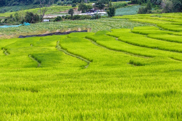 Campo de arroz em terraços verdes em mae klang luang, mae chaem, chiang mai, tailândia