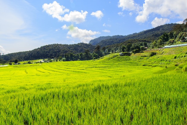 Campo de arroz em terraços verdes em Mae Klang Luang, Mae Chaem, Chiang Mai, Tailândia