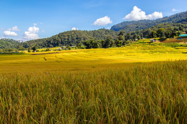 Foto campo de arroz em terraços verdes em mae klang luang, mae chaem, chiang mai, tailândia