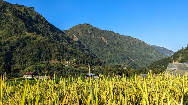 Foto campo de arroz em uma aldeia no nepal