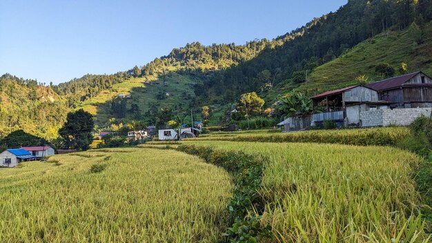 Campo de arroz em uma aldeia no Nepal