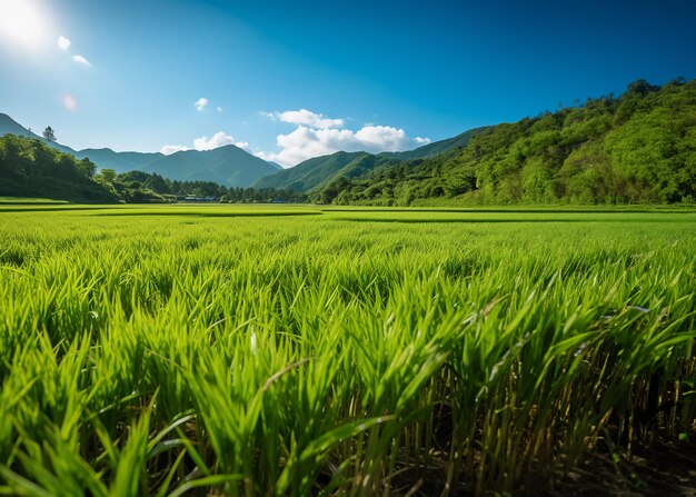 Campo de arroz fresco verde