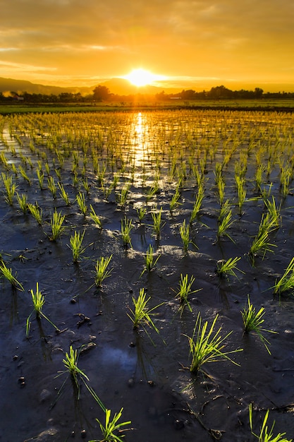 Campo de arroz jovem com fundo do sol de montanha