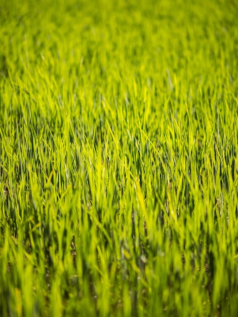 Campo de arroz largo e verde, Taiwan