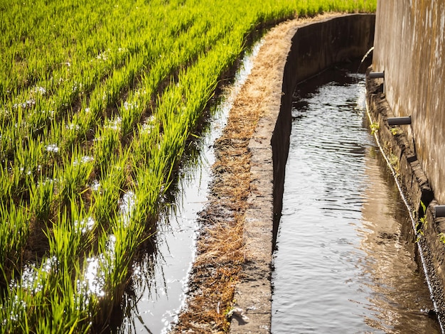 Campo de arroz largo e verde, Taiwan