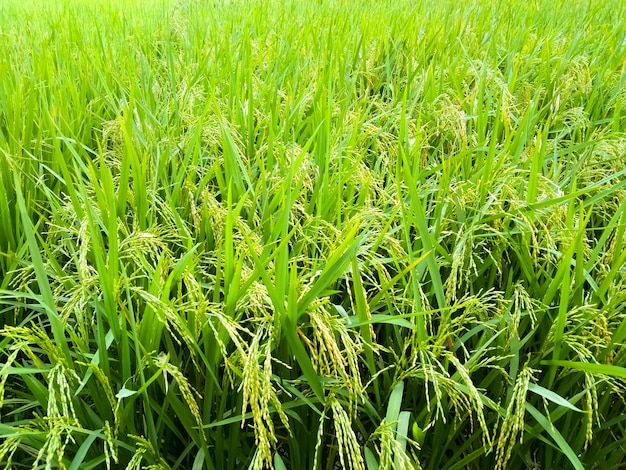 Campo de arroz maduro e paisagem do céu na fazenda.