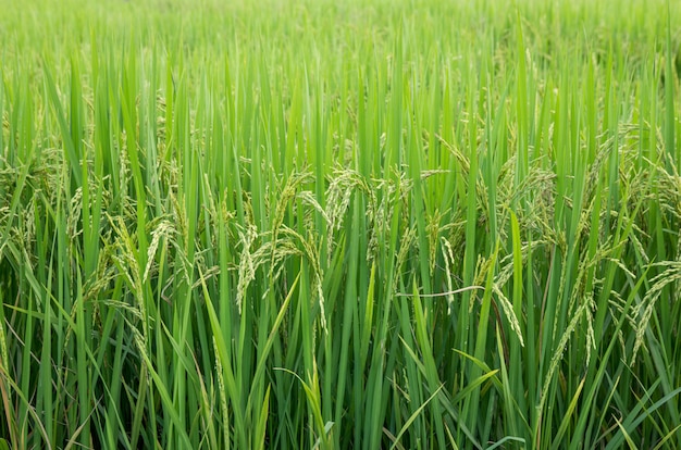 Campo de arroz na área rural da Tailândia