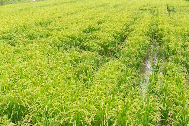 Campo de arroz na fazenda