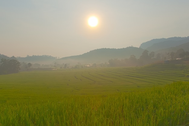 Campo de arroz na montanha.