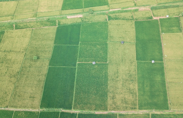 Campo de arroz na parte da manhã (Aerial)