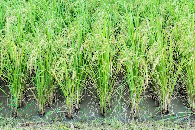 Campo de arroz na Tailândia. Orelha de arroz ou orelha de arroz.