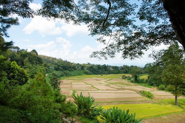 Campo de arroz na tailândia