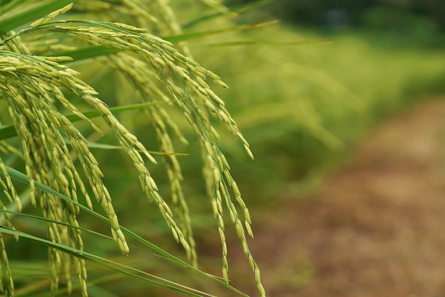 Foto campo de arroz na tailândia