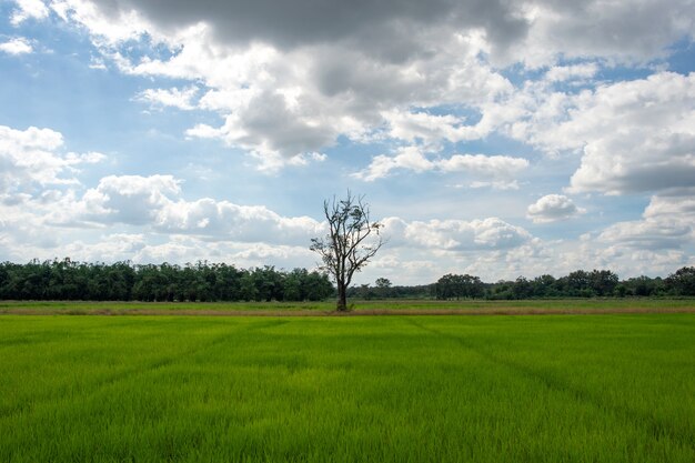 Campo de arroz na Tailândia