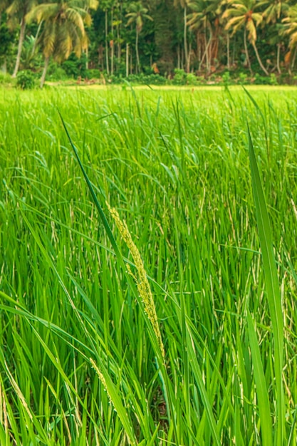 Campo de arroz na zona rural Campo de arroz verde