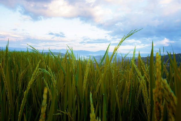 Foto campo de arroz na zona rural.